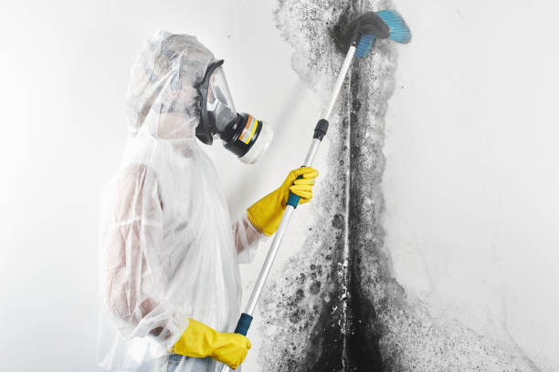 Forensic Mold Investigation in Nellieburg, MS
