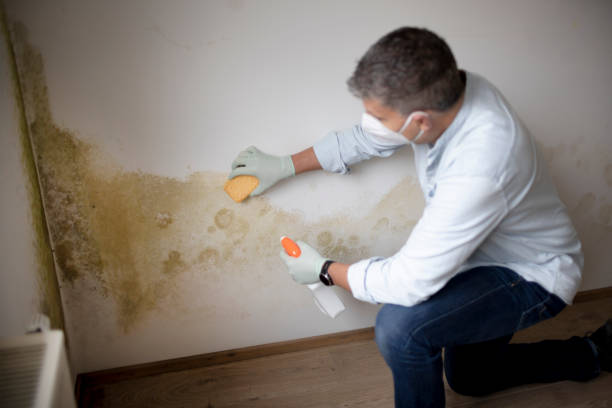 Best Mold Documentation for Insurance Claims  in Nellieburg, MS